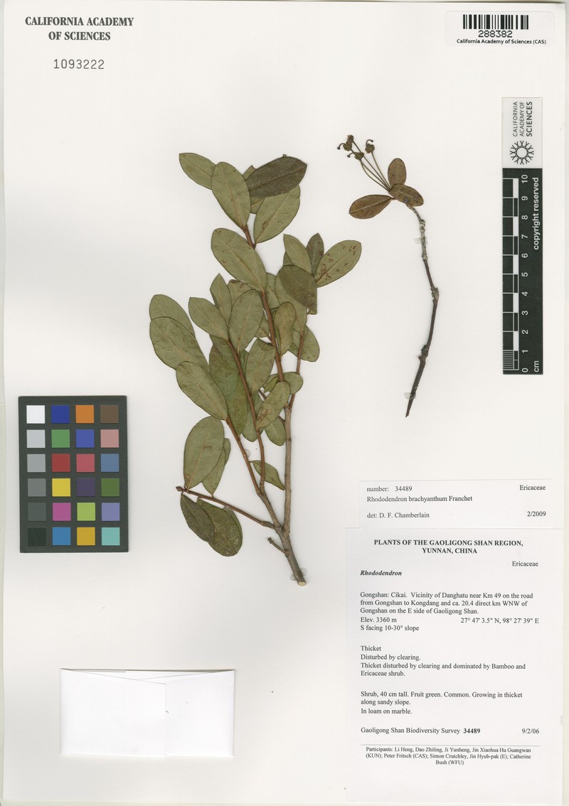Rhododendron brachyanthum photo 4