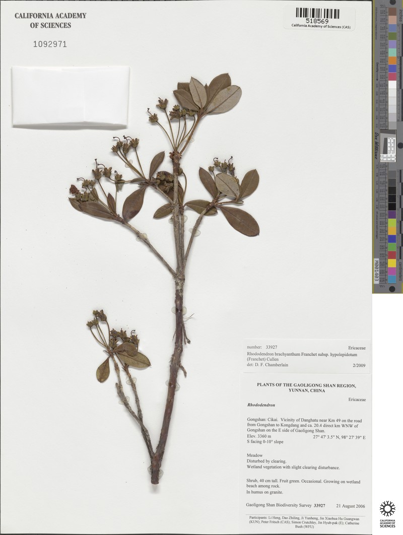 Rhododendron brachyanthum subsp. hypolepidotum