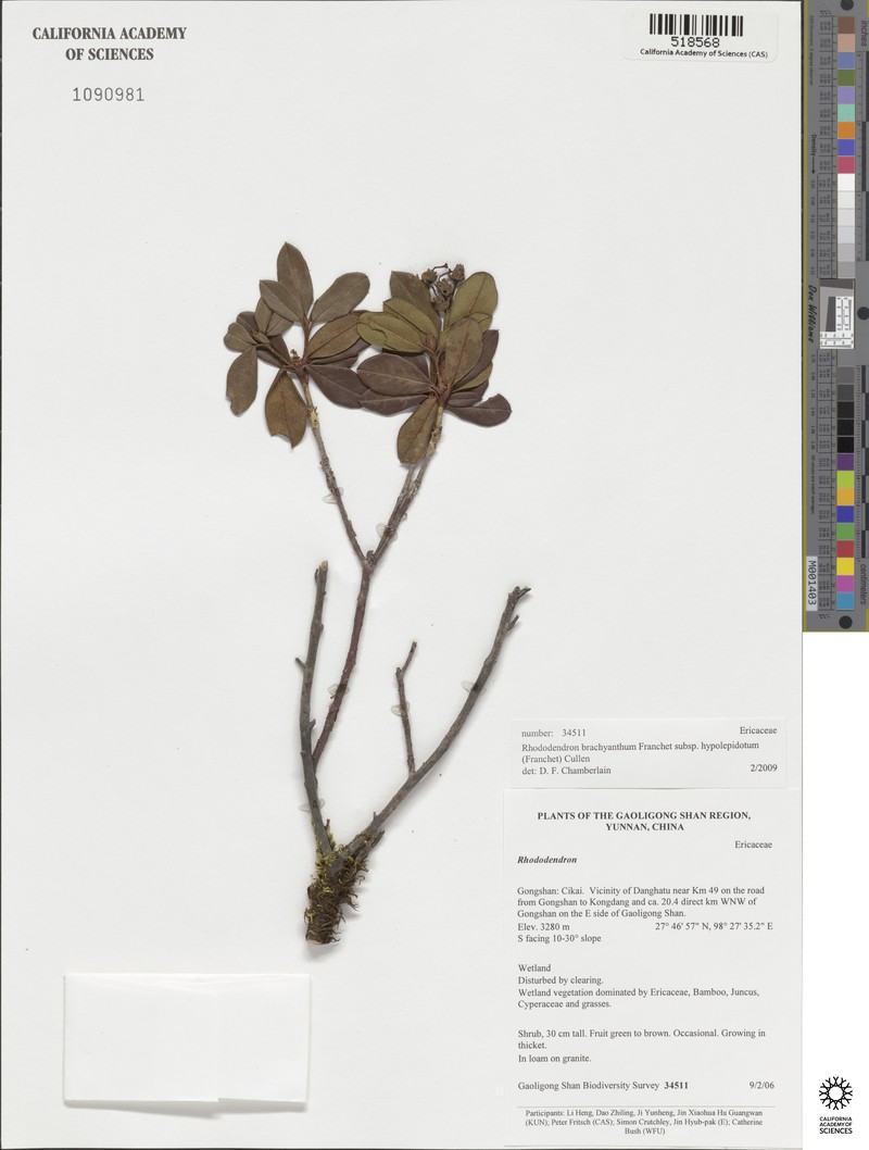 Rhododendron brachyanthum subsp. hypolepidotum photo 2