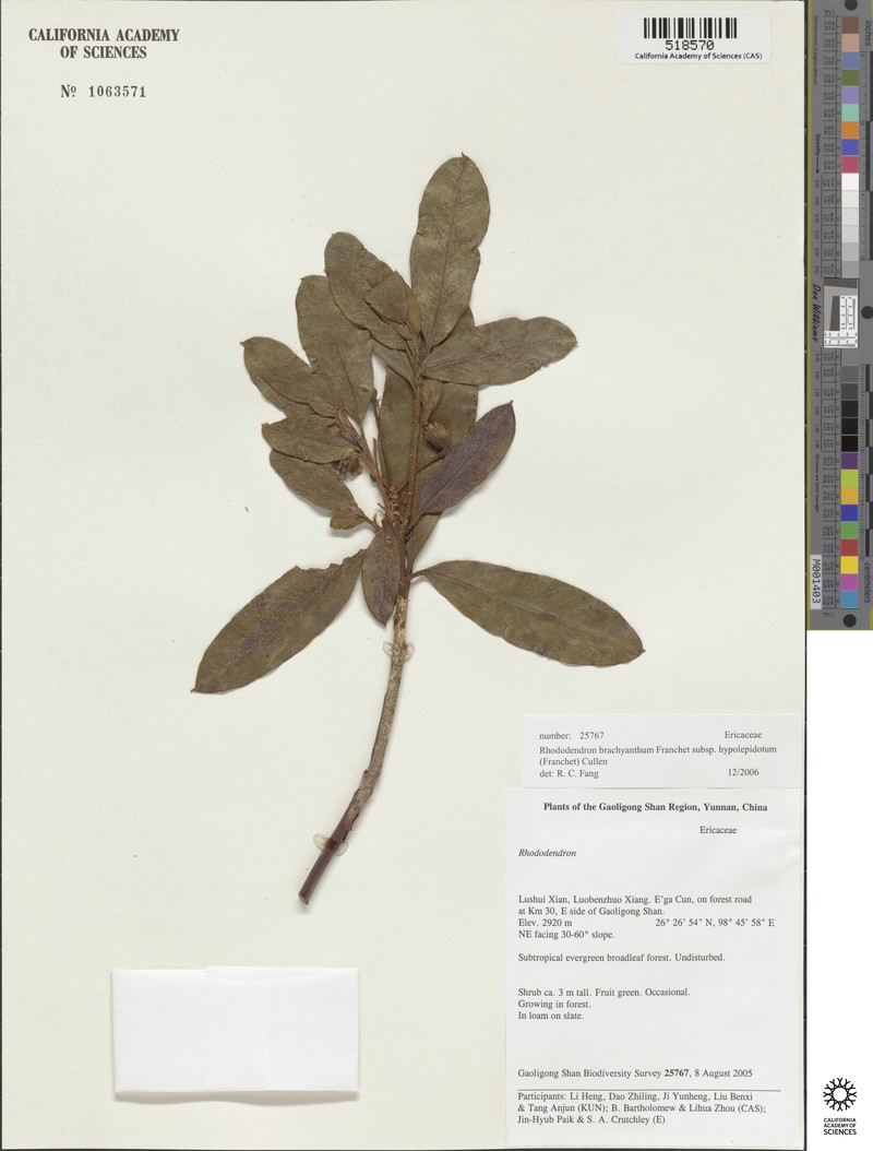 Rhododendron brachyanthum subsp. hypolepidotum photo 3