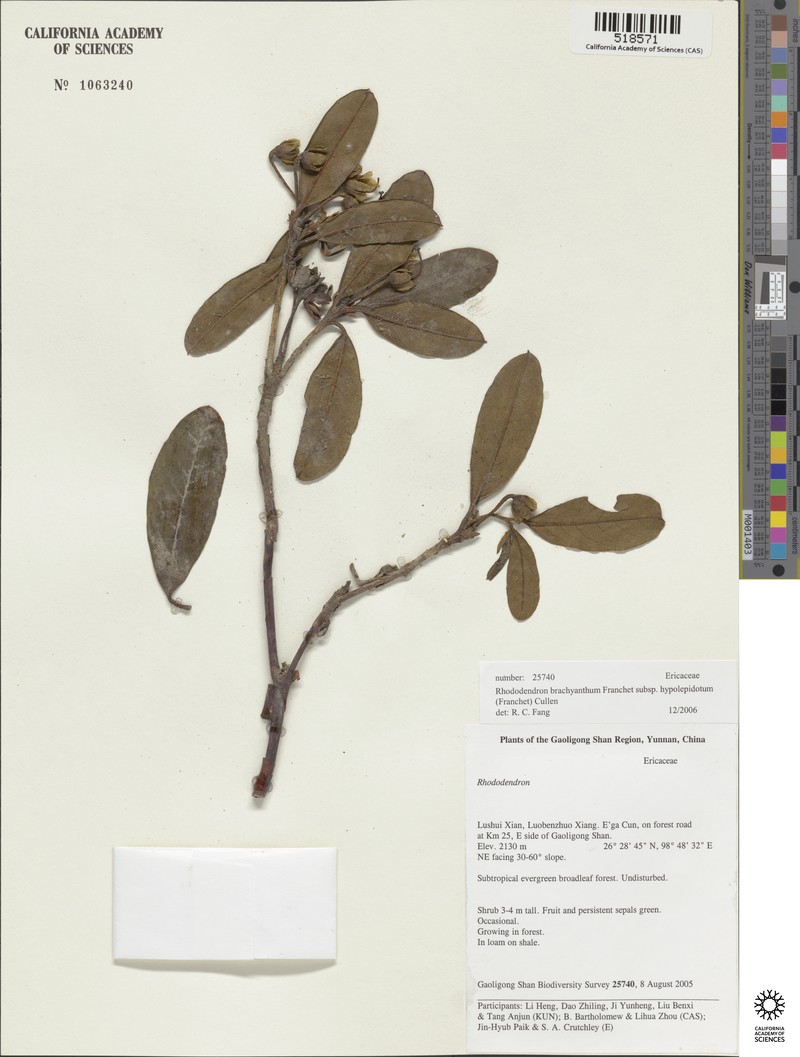 Rhododendron brachyanthum subsp. hypolepidotum photo 4