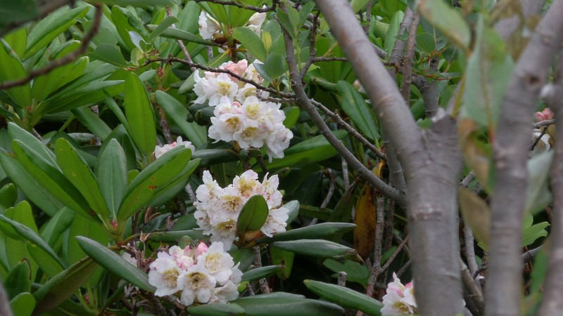 Rhododendron brachycarpum photo 2