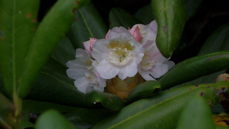 Rhododendron brachycarpum photo 3