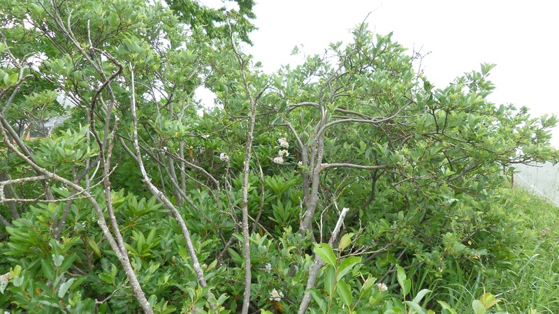 Rhododendron brachycarpum photo 4