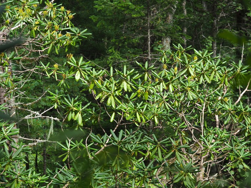 Rhododendron brachycarpum photo 5