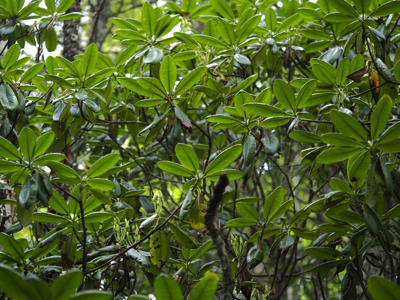 Rhododendron brachycarpum photo 6