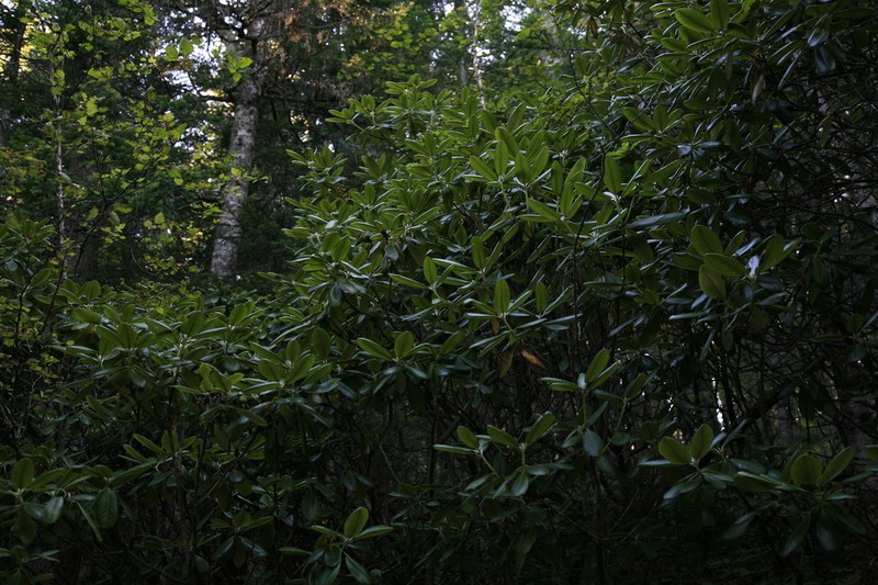 Rhododendron brachycarpum photo 7
