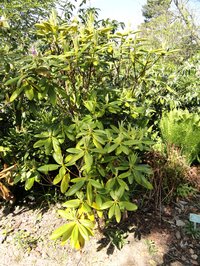 Rhododendron brachycarpum