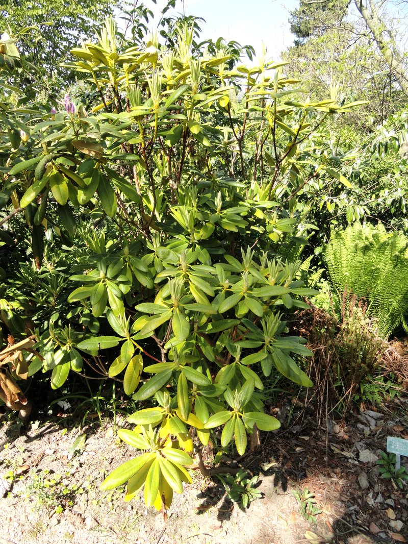 Rhododendron brachycarpum