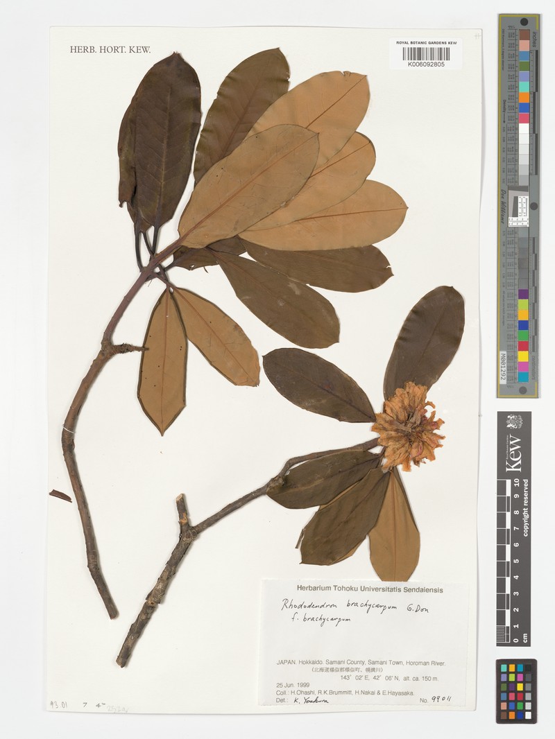 Rhododendron brachycarpum subsp. brachycarpum