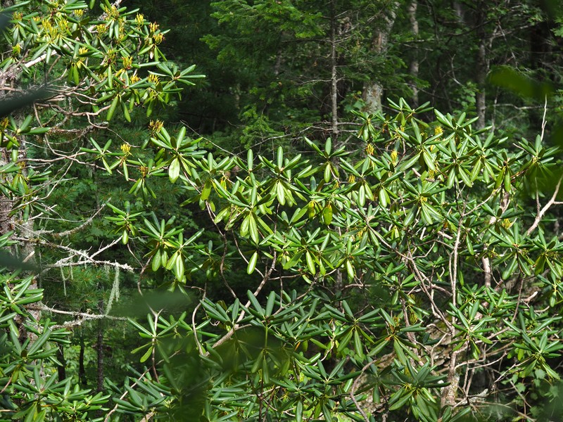 Rhododendron brachycarpum subsp. fauriei