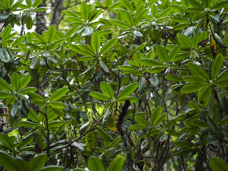 Rhododendron brachycarpum subsp. fauriei photo 2