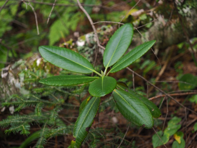 Rhododendron brachycarpum subsp. fauriei photo 3