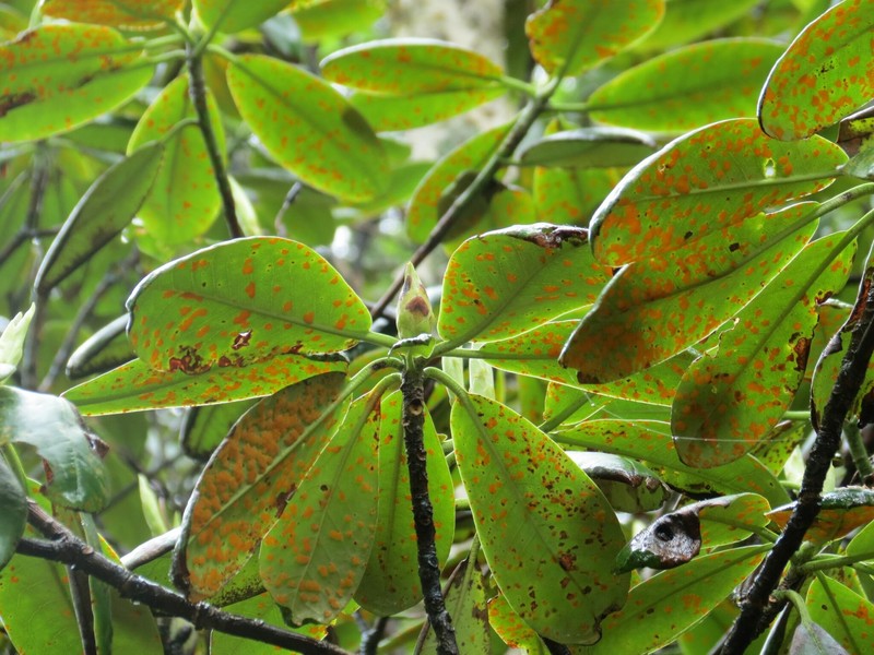 Rhododendron brachycarpum subsp. fauriei photo 4