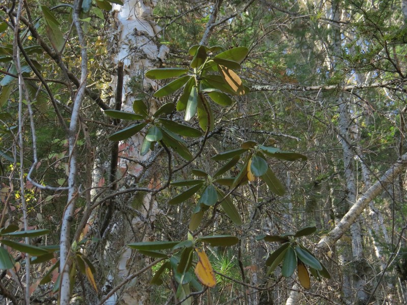 Rhododendron brachycarpum subsp. fauriei photo 5