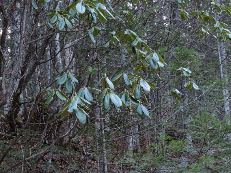 Rhododendron brachycarpum subsp. fauriei photo 6