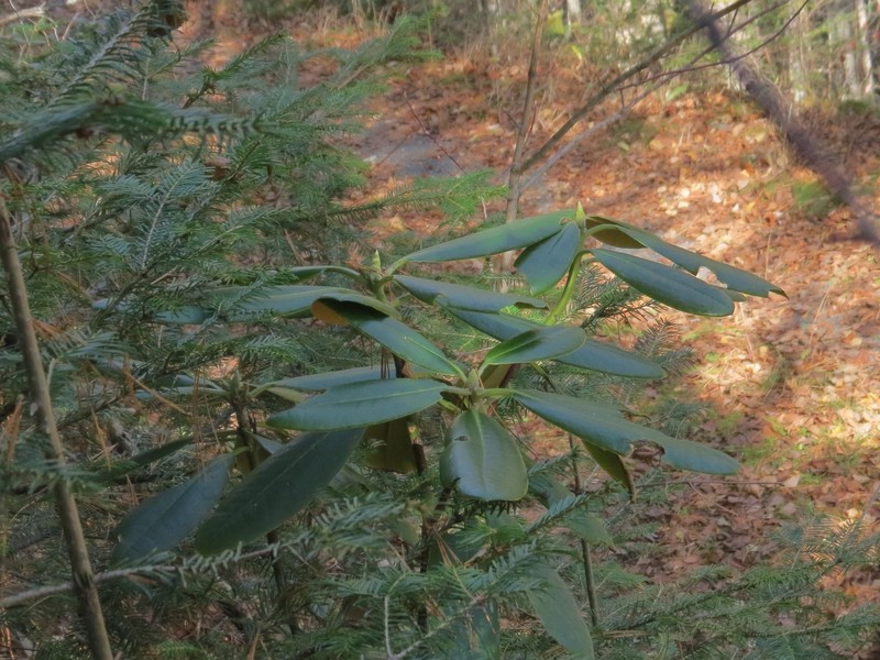 Rhododendron brachycarpum subsp. fauriei photo 7