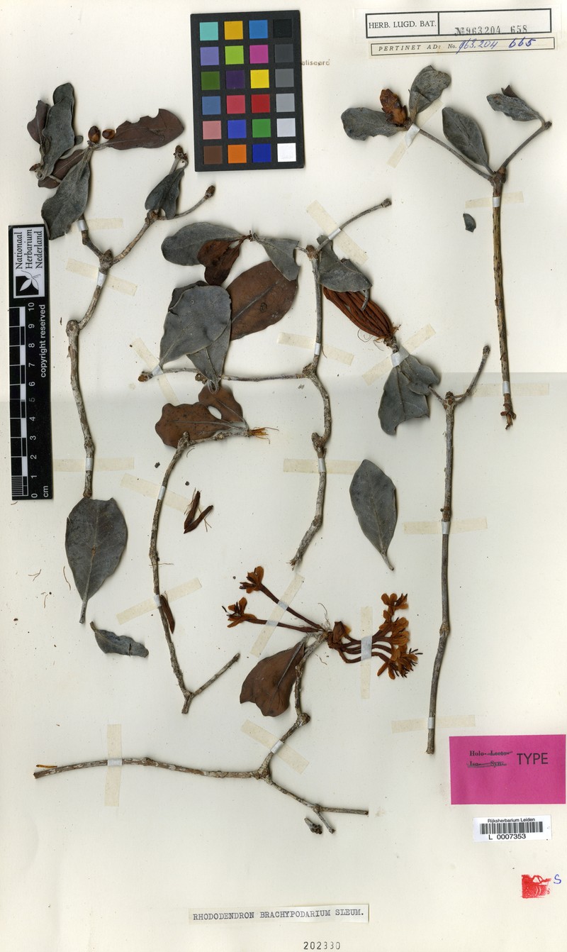 Rhododendron brachypodarium