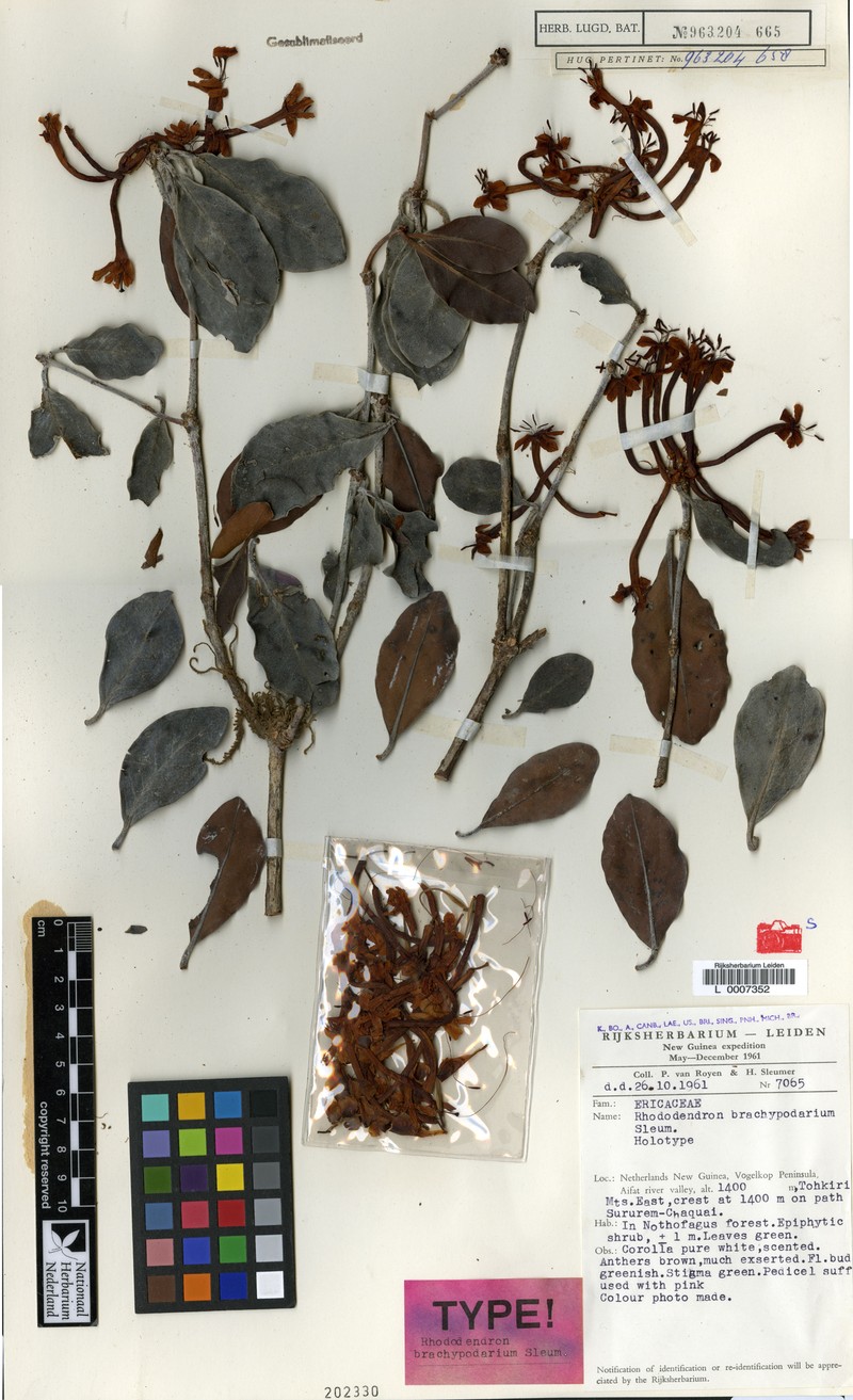Rhododendron brachypodarium photo 2