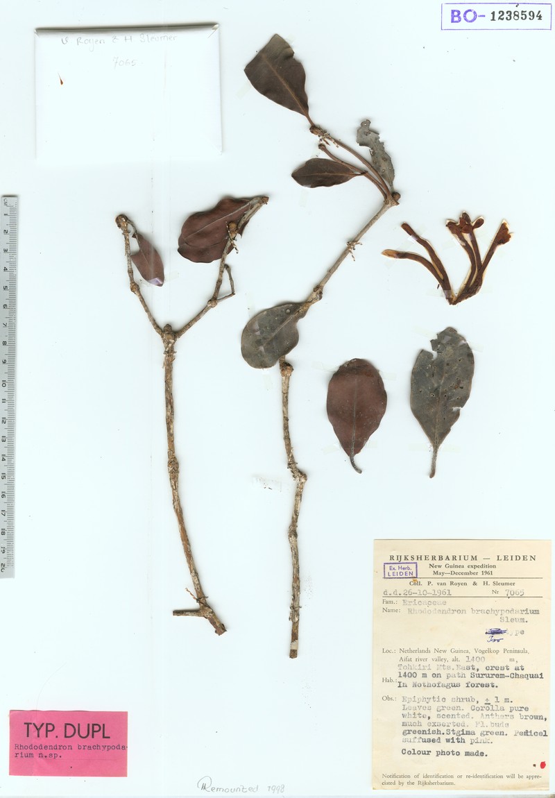 Rhododendron brachypodarium photo 3