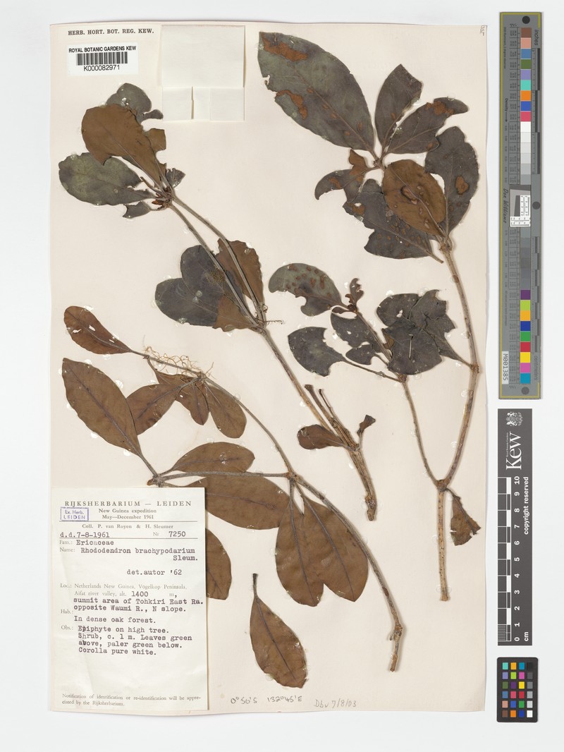 Rhododendron brachypodarium photo 4