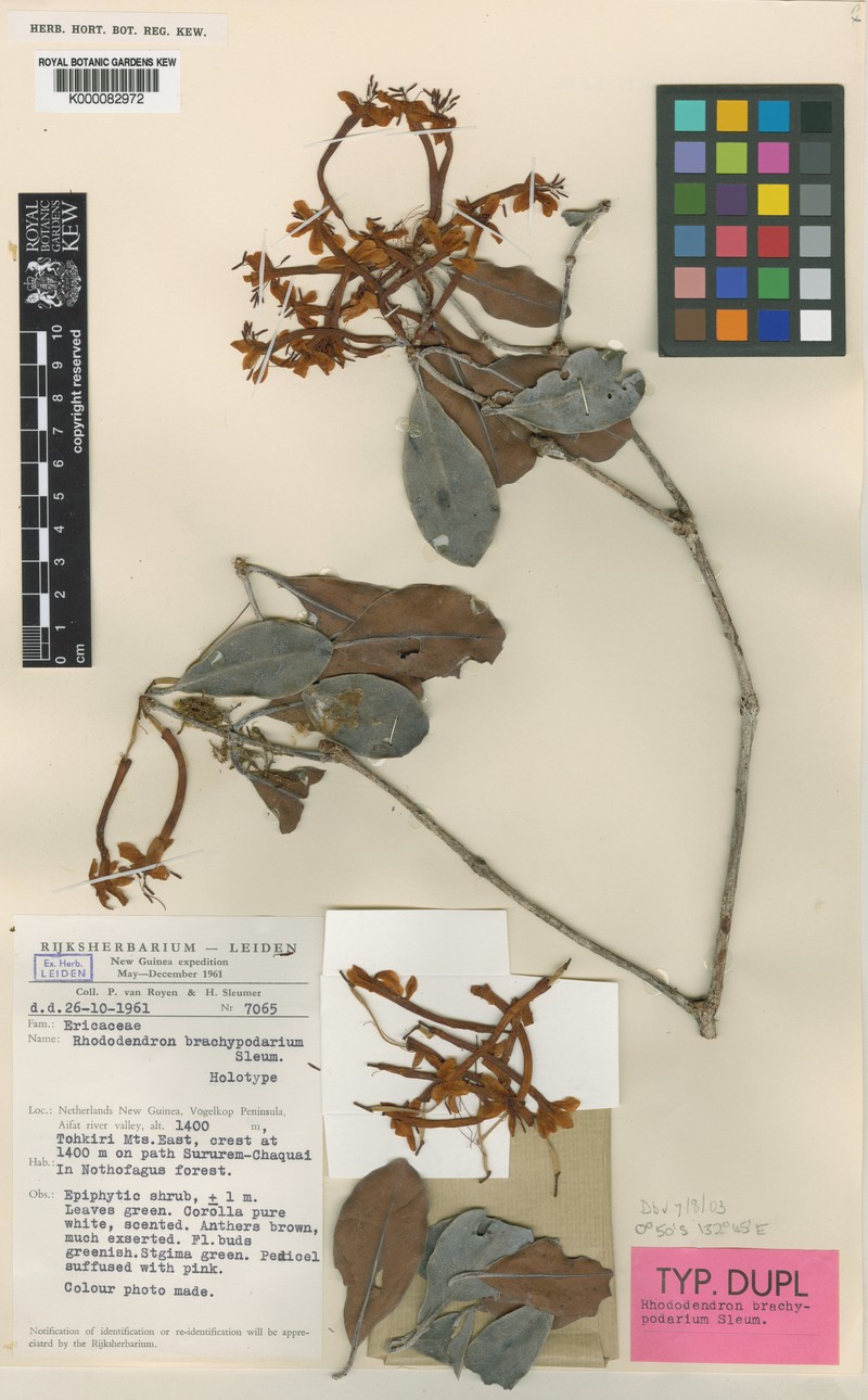 Rhododendron brachypodarium photo 5