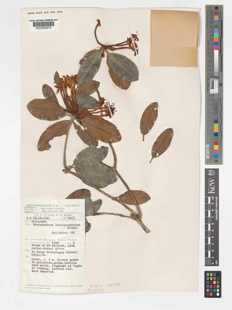 Rhododendron brachypodarium photo 6