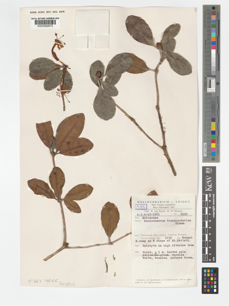 Rhododendron brachypodarium photo 7