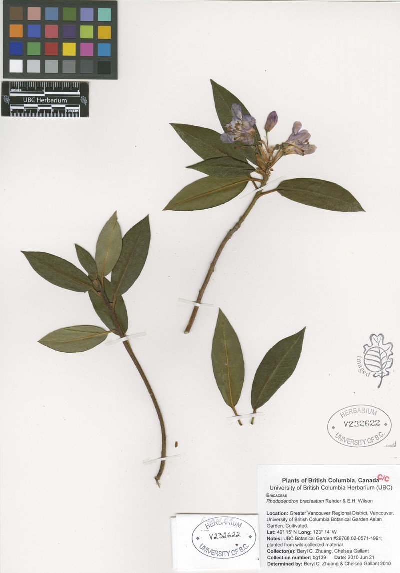 Rhododendron bracteatum