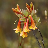 Rhododendron brassii