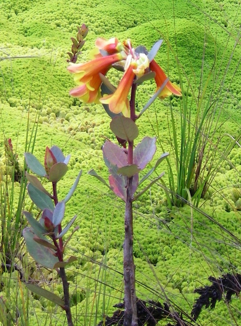 Rhododendron brassii photo 3