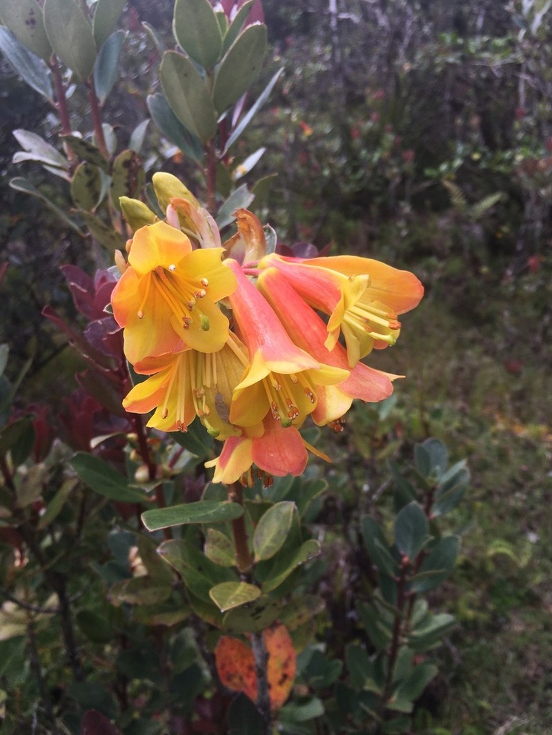 Rhododendron brassii photo 5