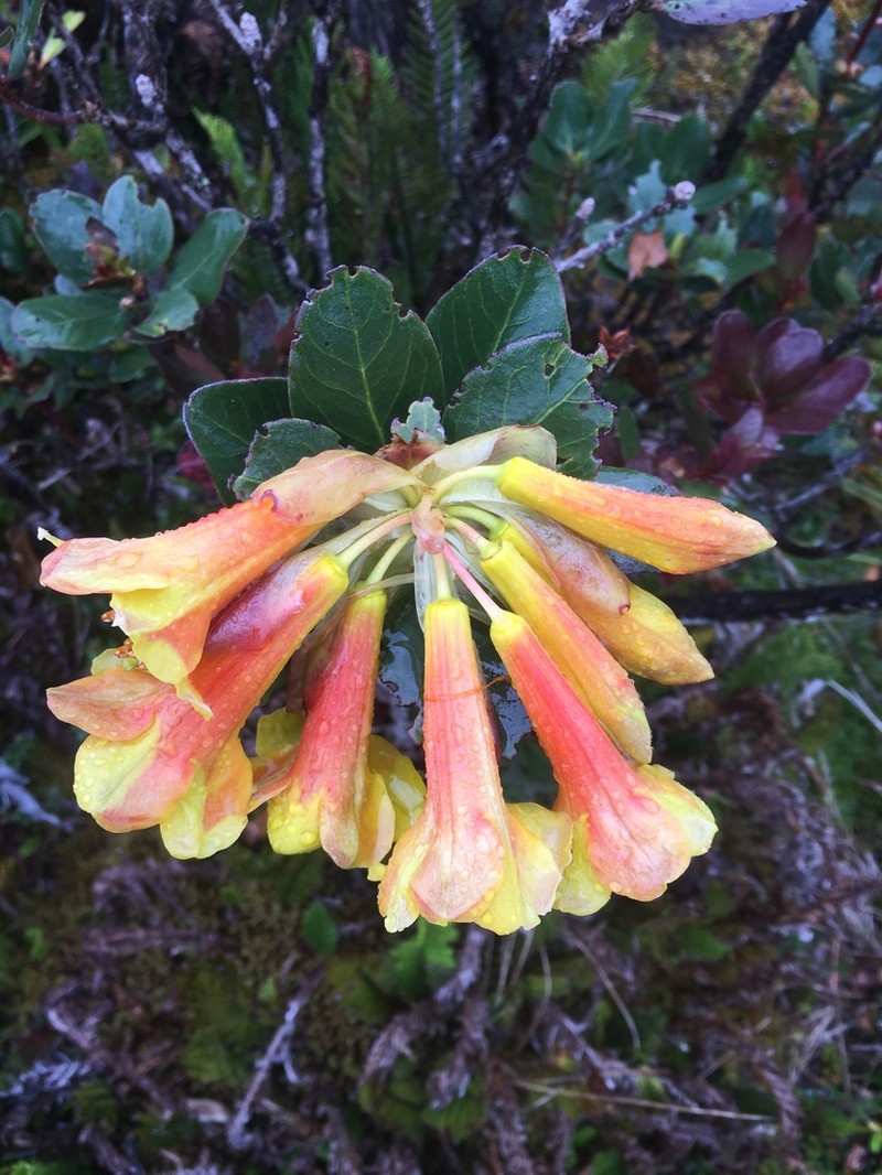Rhododendron brassii photo 6