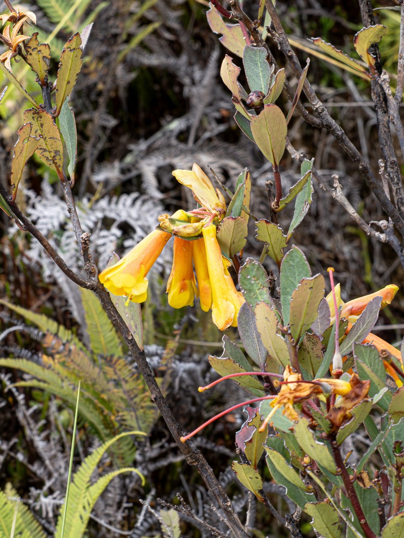 Rhododendron brassii photo 7