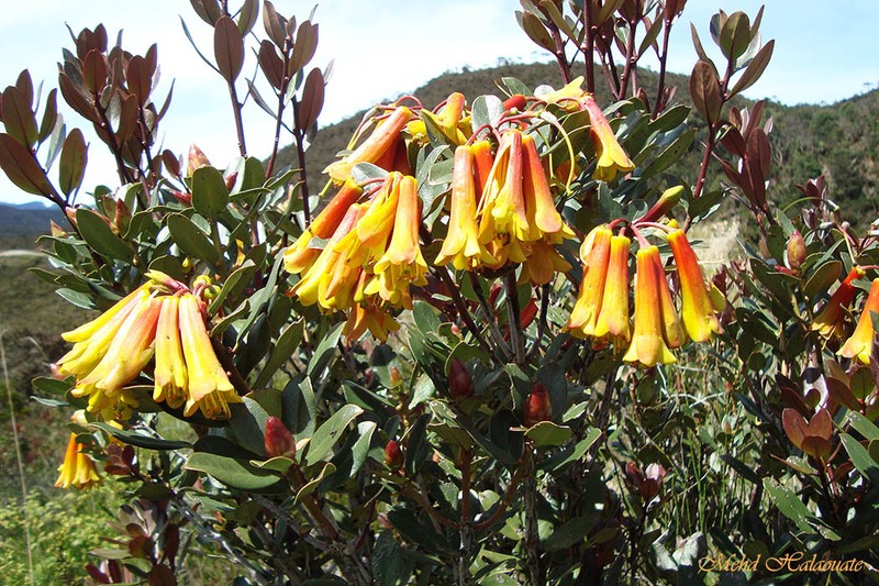 Rhododendron brassii photo 8