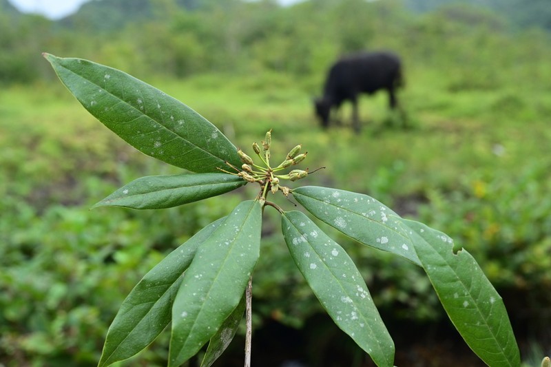 Rhododendron brevicaudatum