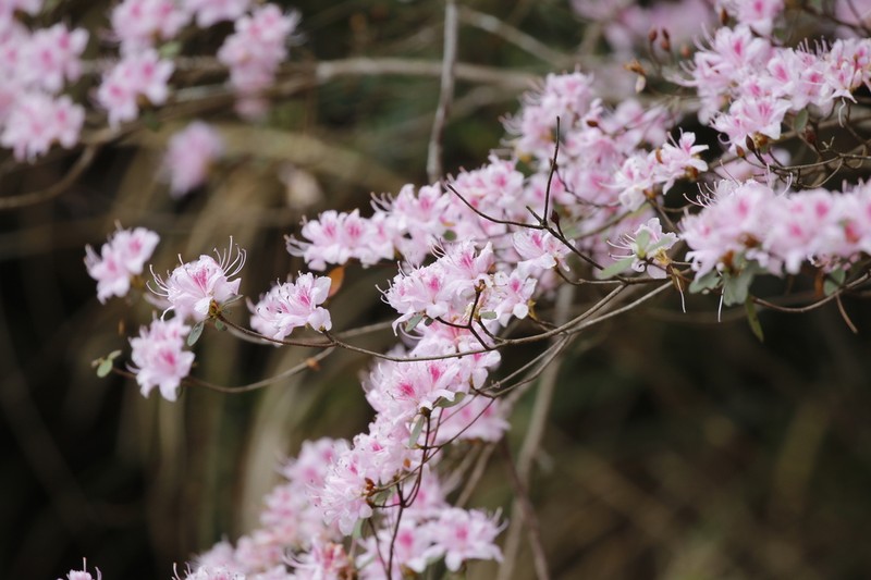 Rhododendron breviperulatum
