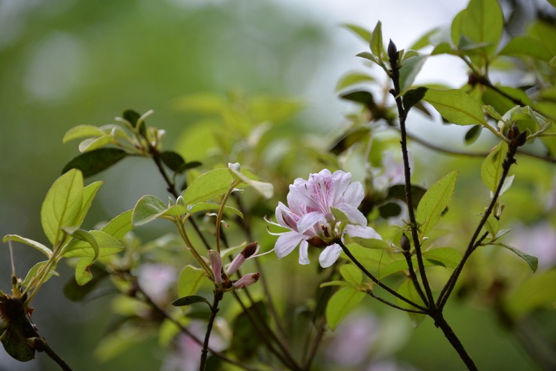Rhododendron breviperulatum photo 2