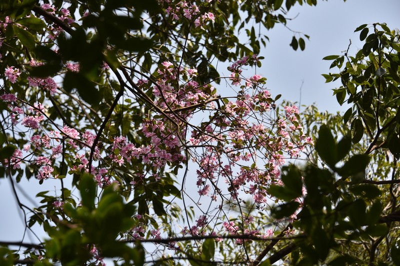 Rhododendron breviperulatum photo 3