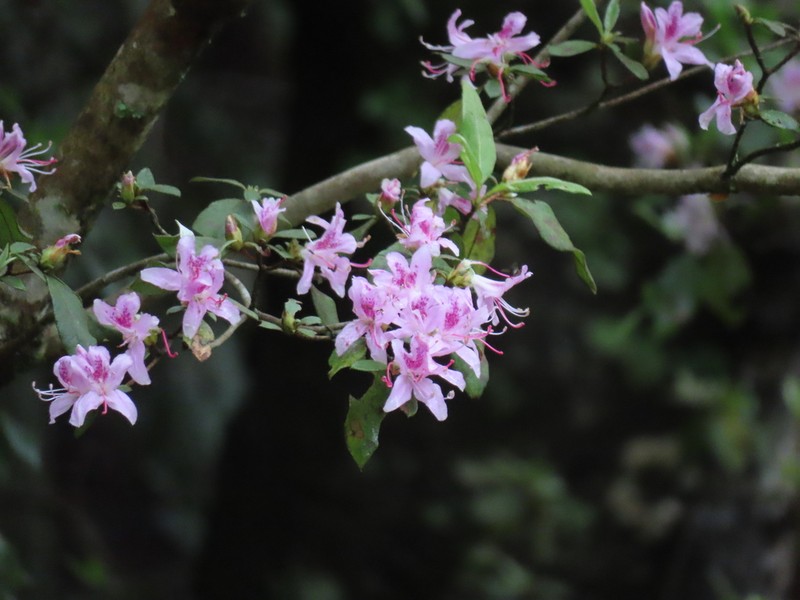 Rhododendron breviperulatum photo 4