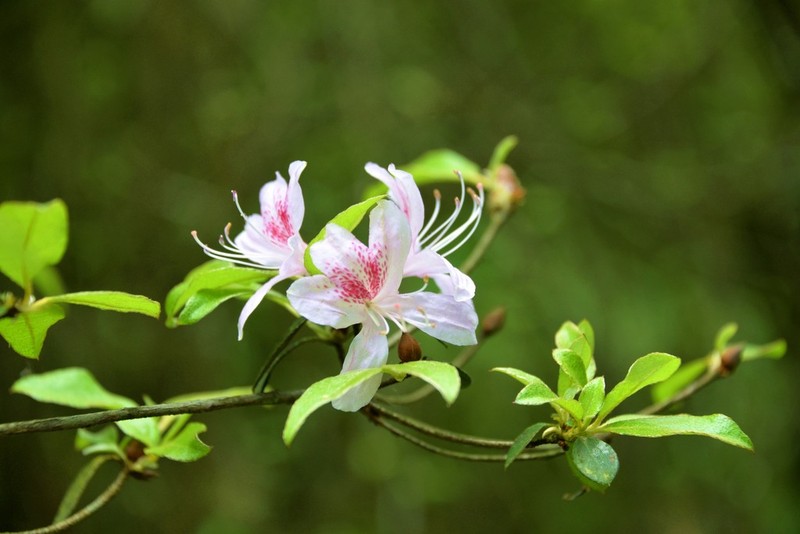 Rhododendron breviperulatum photo 5