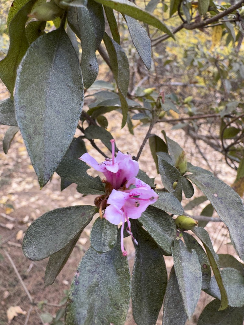 Rhododendron breviperulatum photo 6