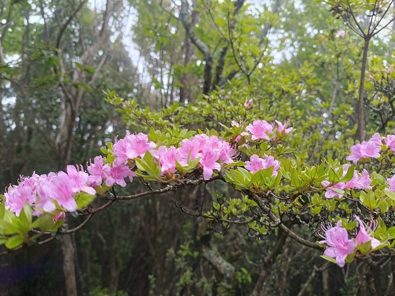 Rhododendron breviperulatum photo 7