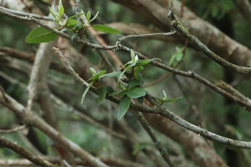 Rhododendron breviperulatum photo 8