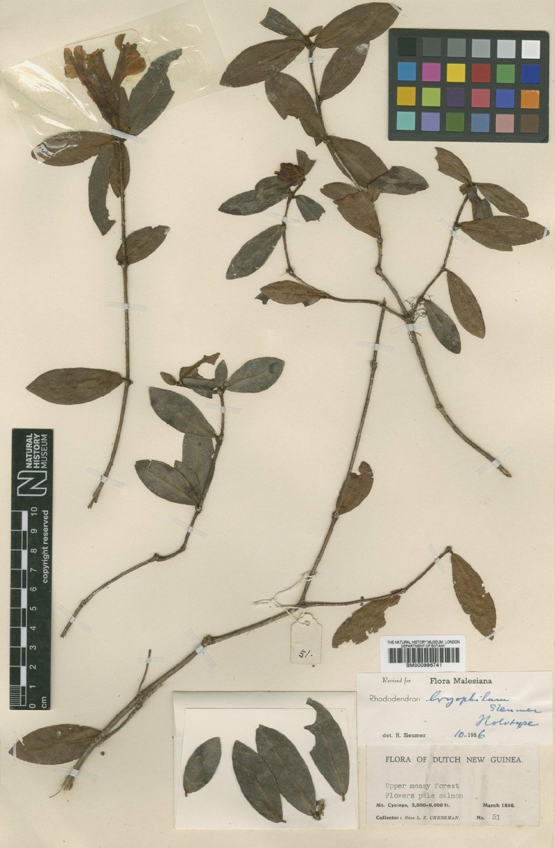 Rhododendron bryophilum