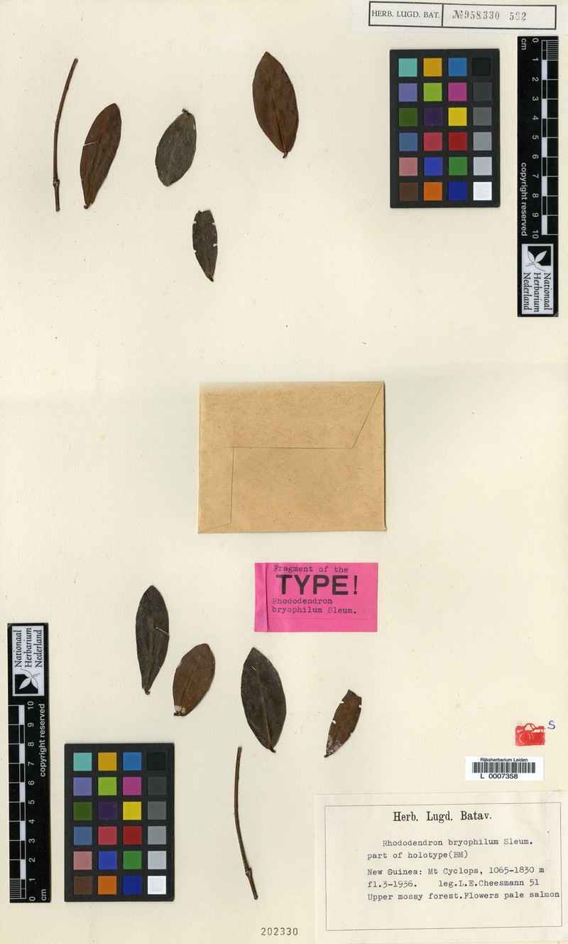 Rhododendron bryophilum photo 2