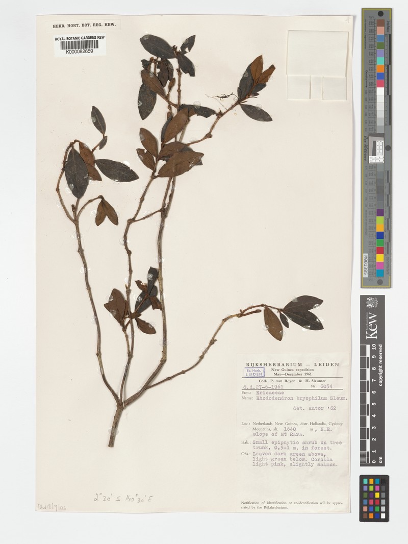 Rhododendron bryophilum photo 3