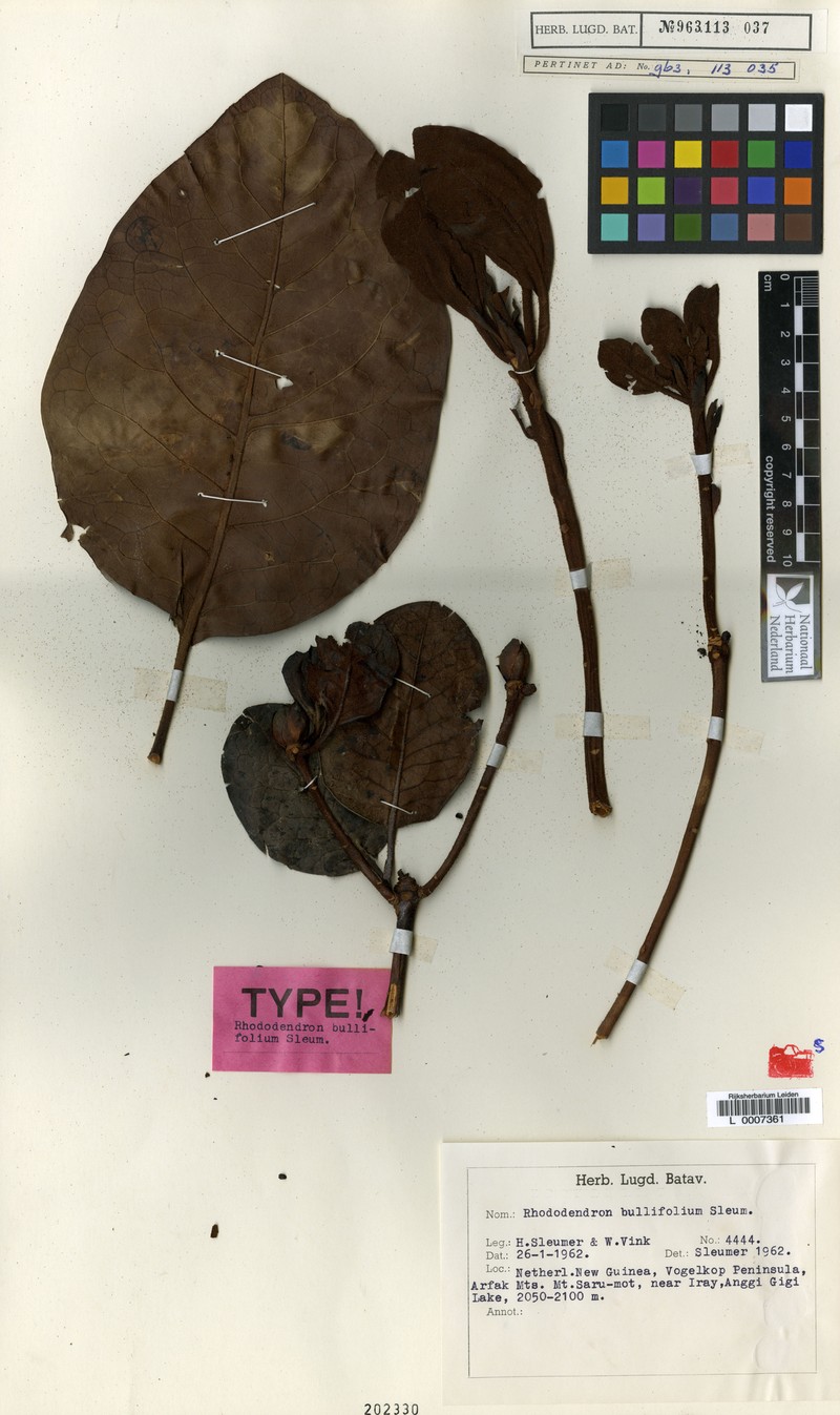 Rhododendron bullifolium photo 2