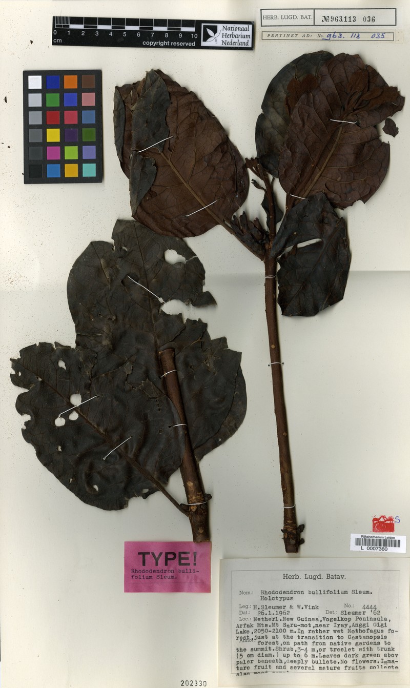 Rhododendron bullifolium photo 3