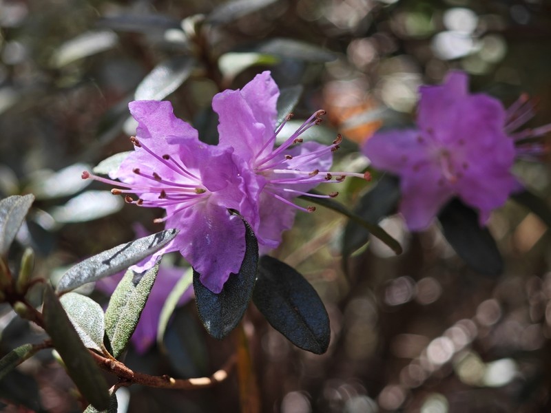 Rhododendron bulu